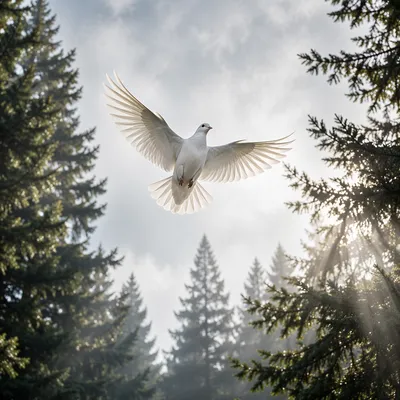 White Dove Rising Through Evergreen Light