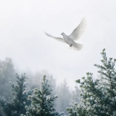 White Dove Rising Over Evergreen Mist
