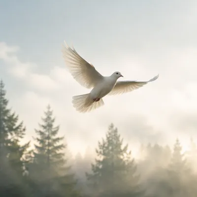 White Dove Ascending Above Evergreen Mist