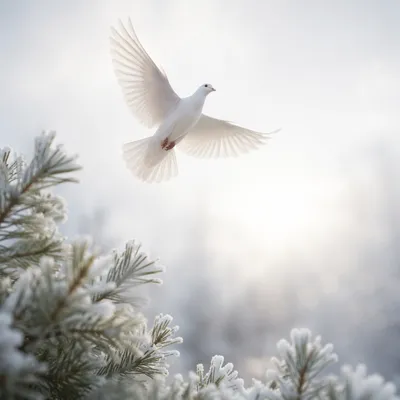 White Dove Ascending in Winter Sky