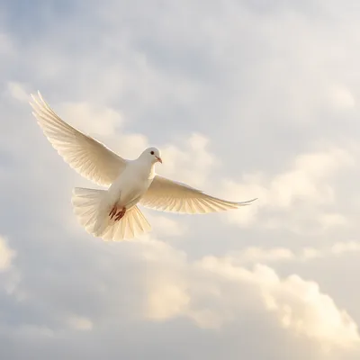 White Dove Flying in Serene Sky