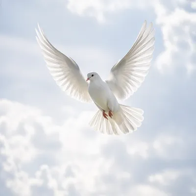 White Dove in Serene Heavenly Sky