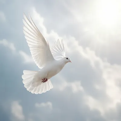 White Dove Ascending in Luminous Sky