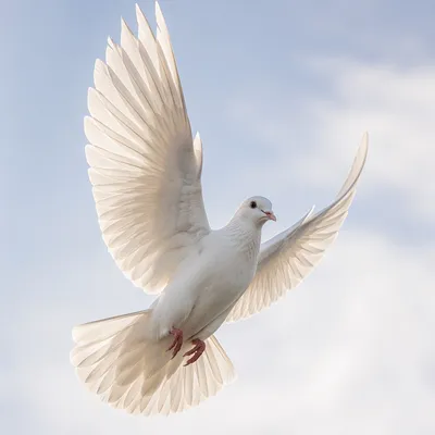 White Dove Rising in Open Sky