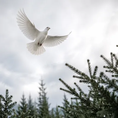White Dove Over Evergreen Pines