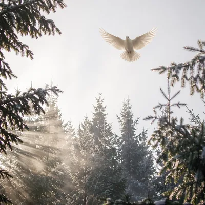 White Dove Above Evergreen Winter Forest