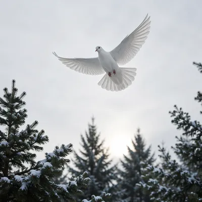 White Dove Above Evergreen Grove