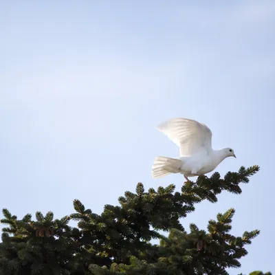 White Dove Rising Above Evergreen Branch