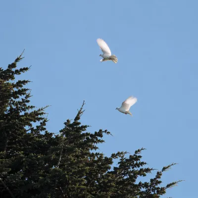 White Doves Rising Above Evergreen Tree