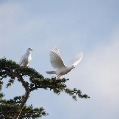 White Doves Resting in Evergreen Sky