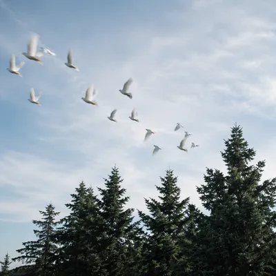 White Doves Rising Above Evergreen Trees