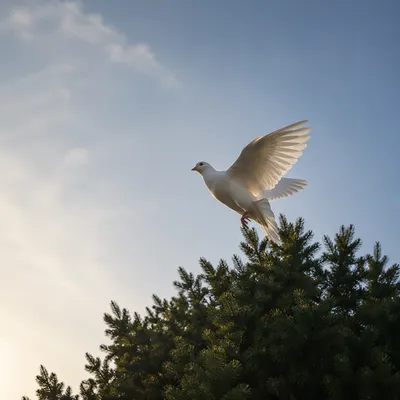 White Dove Rising Above Evergreen Tree