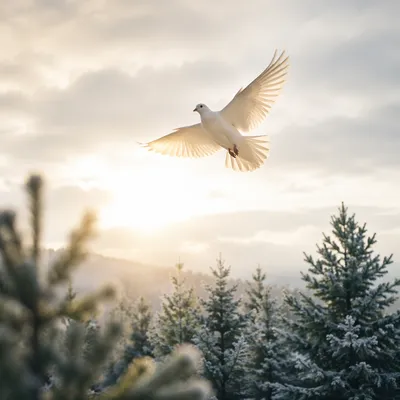 White Dove Above Frosted Evergreen Forest
