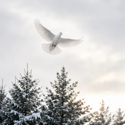 White Dove Above Snowy Evergreen Pines