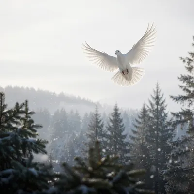 White Dove Rising Over Evergreen Forest