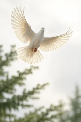 White Dove Flying Through Luminous Sky