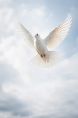 White Dove Flying in Luminous Holy Sky