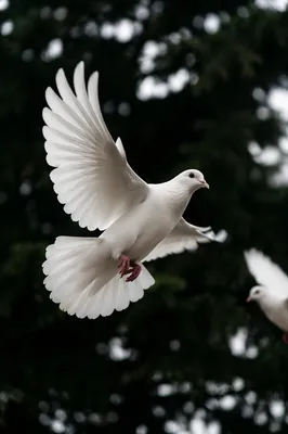 White Dove Flying Through Evergreen Light