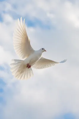 White Dove Flying Through Peaceful Sky