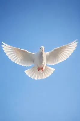 White Dove Flying Through Heavenly Sky