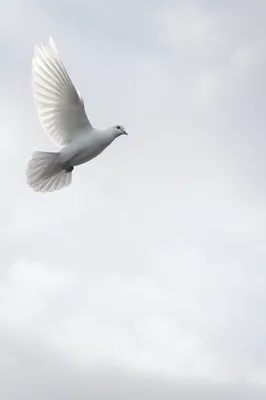 White Dove in Peaceful Gray Sky