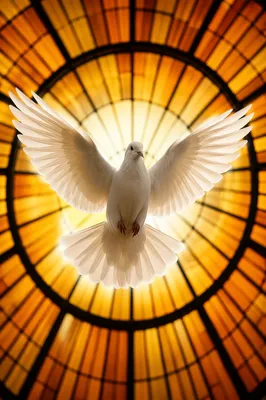 White Dove Before Golden Stained Glass