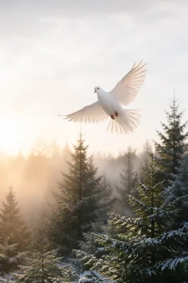 White Dove Rising Over Evergreen Pines