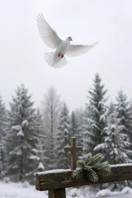 White Dove Above Frosted Evergreen Pines