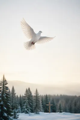 White Dove Rising Over Evergreen Pines