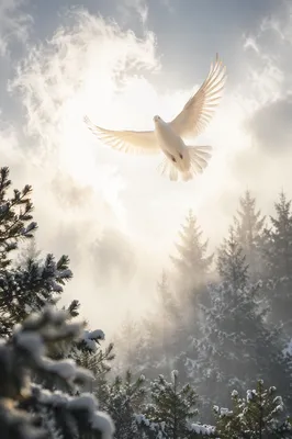 White Dove Above Snowy Evergreen Forest