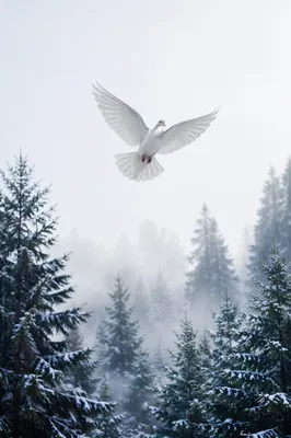 White Dove Above Snowy Evergreen Forest