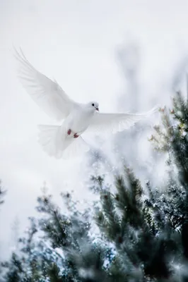 White Dove Above Evergreen Pines