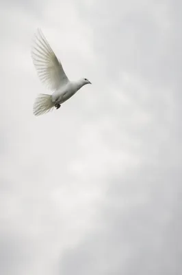 White Dove Flying in Peaceful Sky