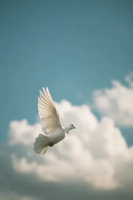 White Dove Flying Through Peaceful Sky