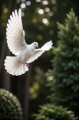 White Dove Flying Through Evergreen Light