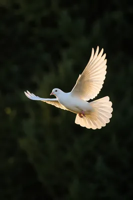White Dove Flying Through Evergreen Light