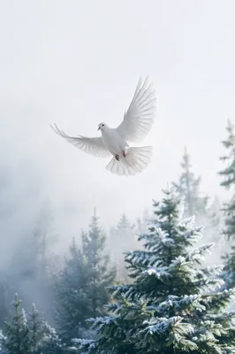 White Dove Rising Over Frosted Evergreens