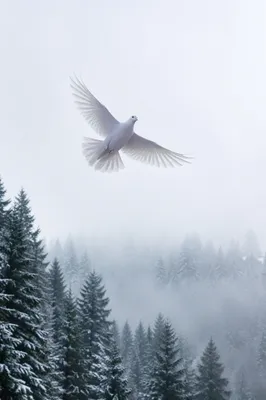 White Dove Over Misty Evergreen Forest