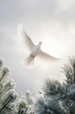 White Dove Rising Through Winter Sky