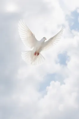 White Dove Flying in Holy Sky