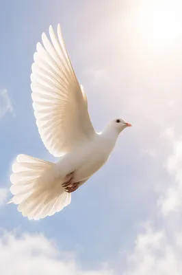 White Dove Ascending in Luminous Sky
