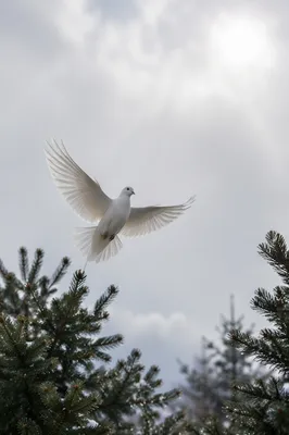 White Dove Above Evergreen Pines