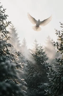 White Dove Rising Above Evergreen Forest