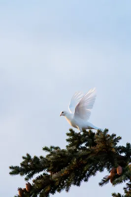 White Dove Rising Above Evergreen Branch