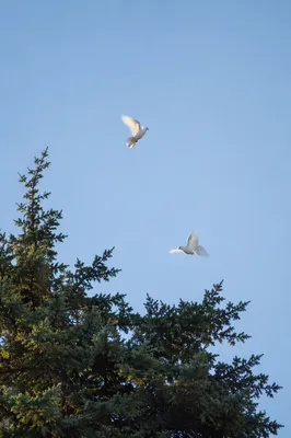 White Doves Rising Above Evergreen Sky