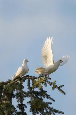White Doves in Evergreen Morning Sky