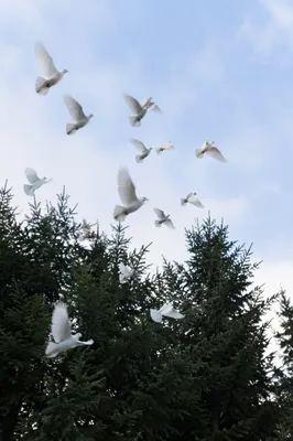 White Doves Rising Above Evergreen Trees