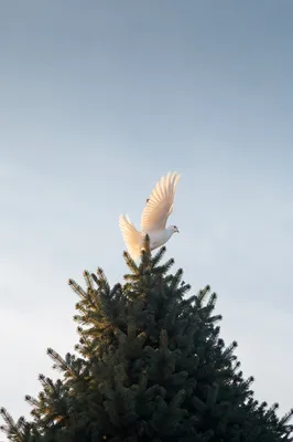 White Dove Rising Above Evergreen Tree