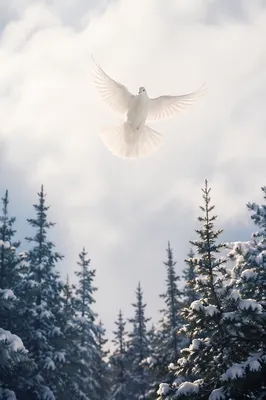 White Dove Above Snowy Evergreen Forest