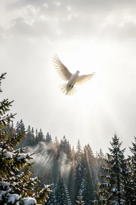 White Dove Above Snowy Evergreen Forest